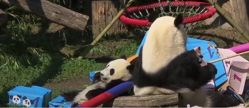 These panda twins celebrated their first birthday in style