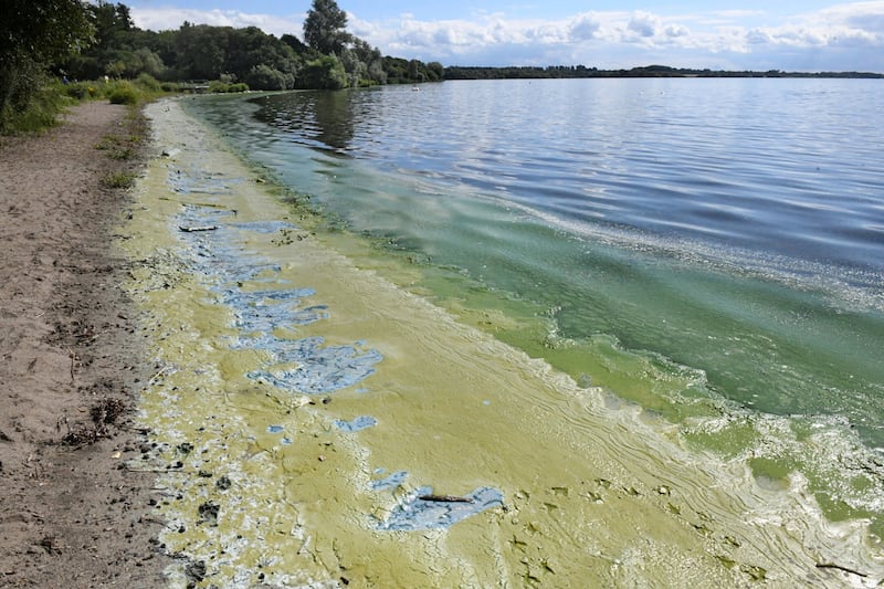 Toxic blue/green algae and green algae sludge on the Antrim shoreline of Lough Neagh
