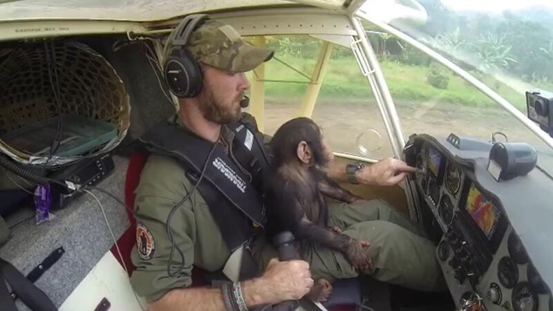 The chimp rode shotgun and even tried to reach out for the plane’s controls.