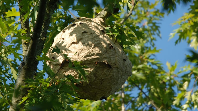 There is new hope for honeybees as experts find a way to locate and destroy predatory hornets’ nests.