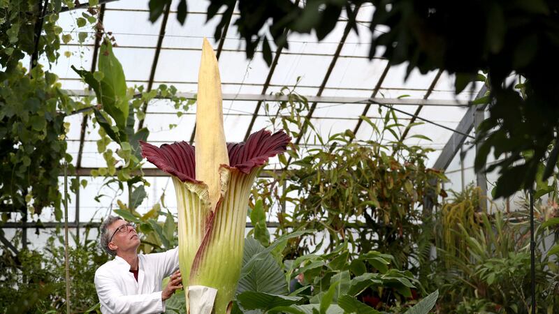 Research associate Dr Axel Dalberg Poulsen examining an Amorphophallus titanum, or titan arum, one of the world's biggest and smelliest flowers, which has bloomed at the Royal Botanic Garden in Edinburgh. he rare flower said to smell like rotten flesh could die within 48 hours - just days after coming into bloom. Picture by Jane Barlow, PA Wire&nbsp;