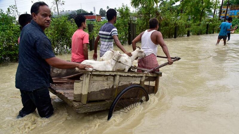 Flood-affected people transport cattle (AP)