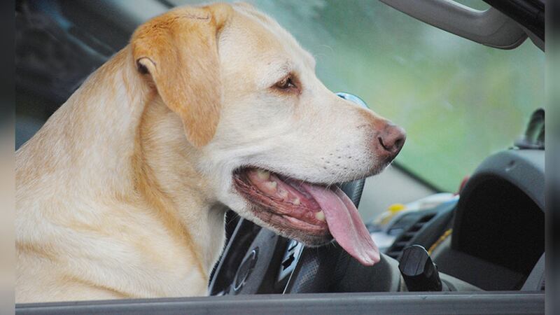 Dog owners have been warned never to leave their animal alone in a hot car&nbsp;