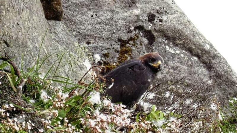 Golden Eagles were re-introduced in County Donegal in 2001 