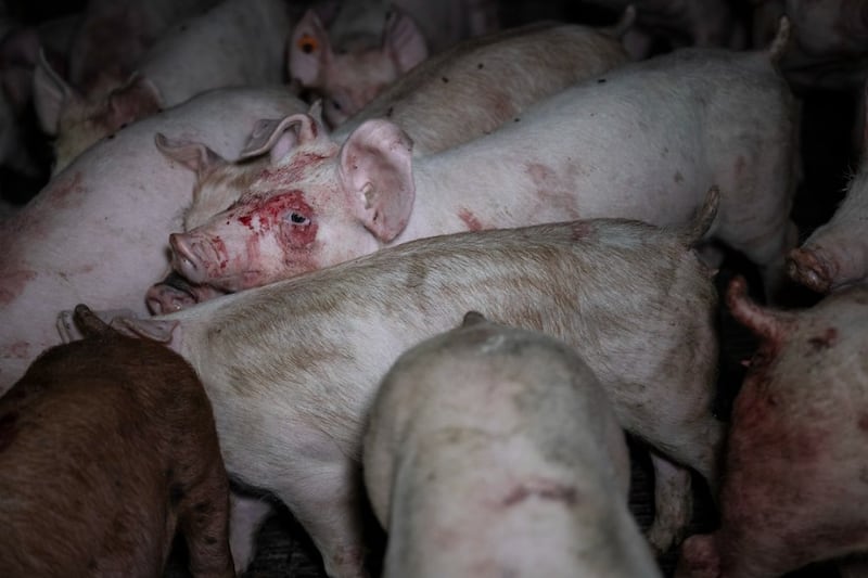 ‘The system simply isn’t deterring cruelty’: Northern Ireland has lowest farm welfare law inspection rate in UK, data reveals