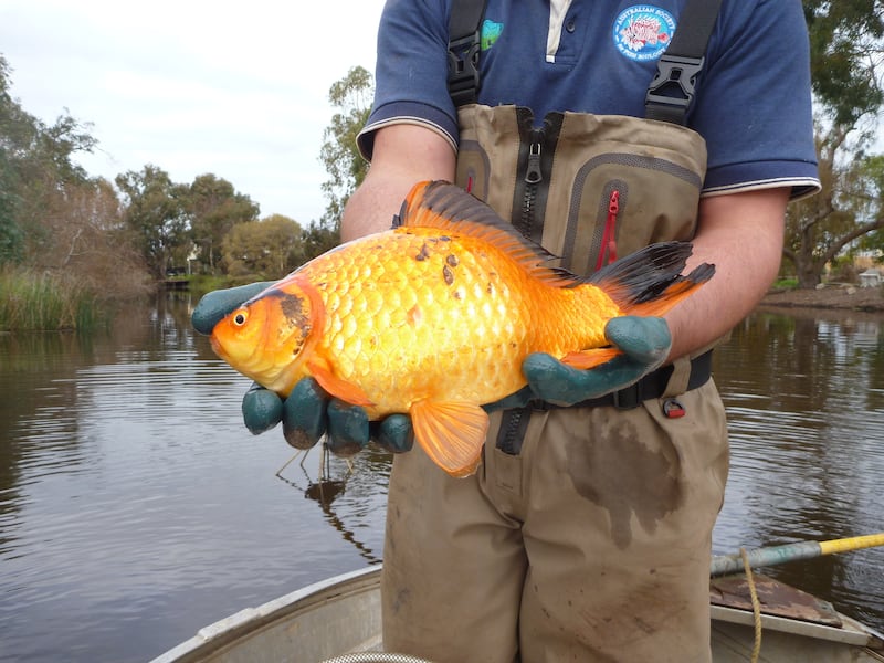 A goldfish found in the Vasse river