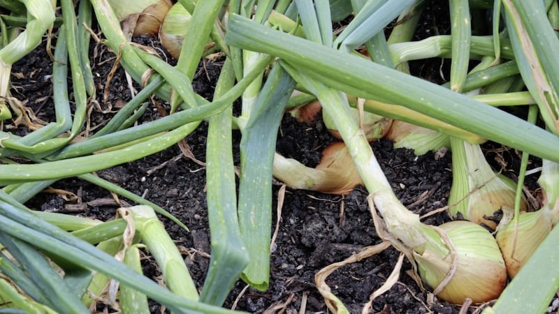 Grow onions from young plants 