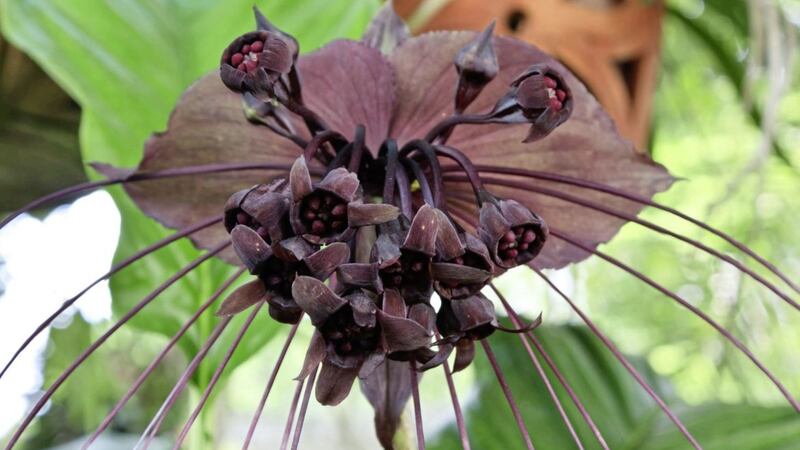A bat flower 