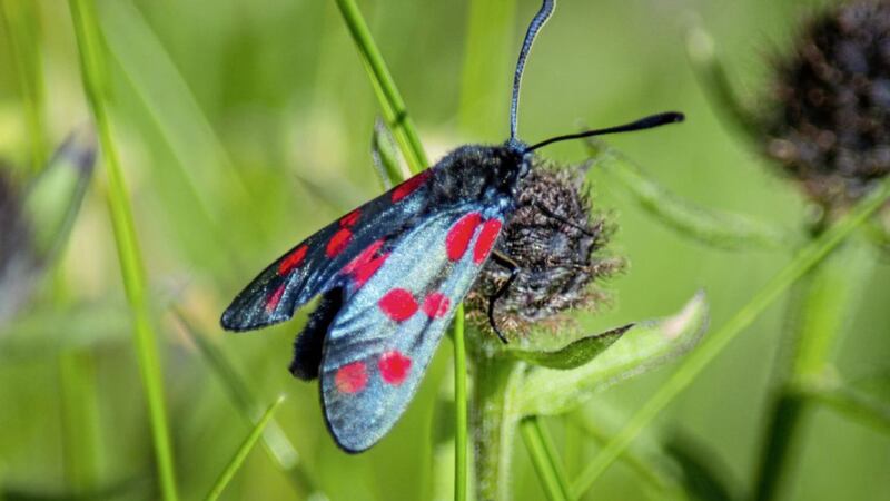 The six-spot Burnet moth is a busy day-flying species with a fondness for coastline grasses and flowers 