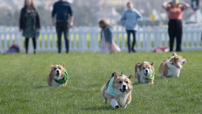 The corgi derby will take place on Easter Saturday