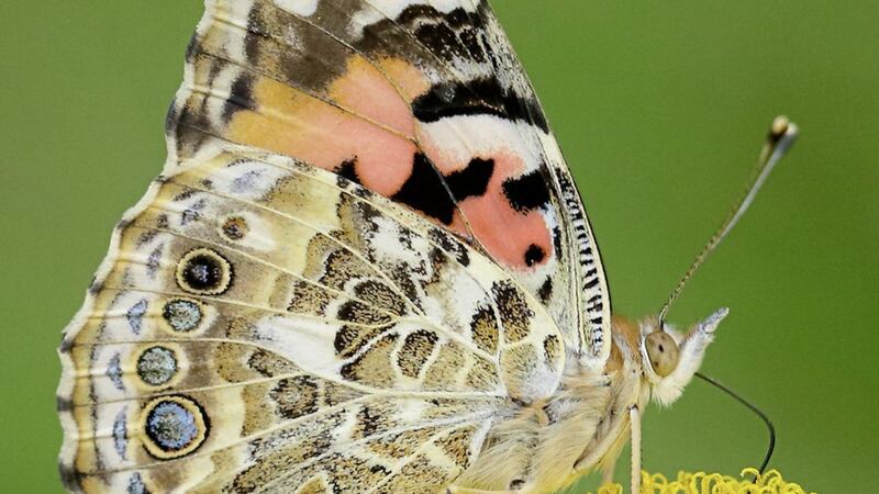 Research has shown that numbers of butterflies have declined by 50 per cent since 1976 