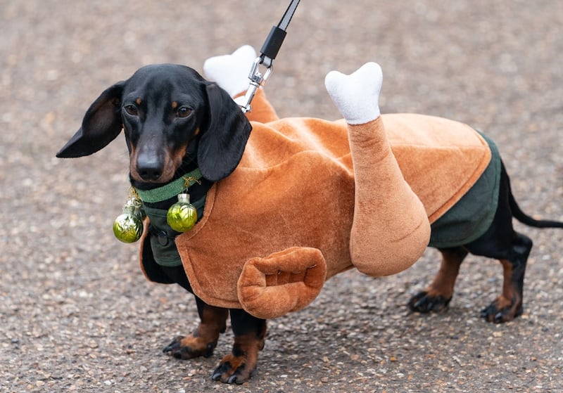 Sausage dog festive walk