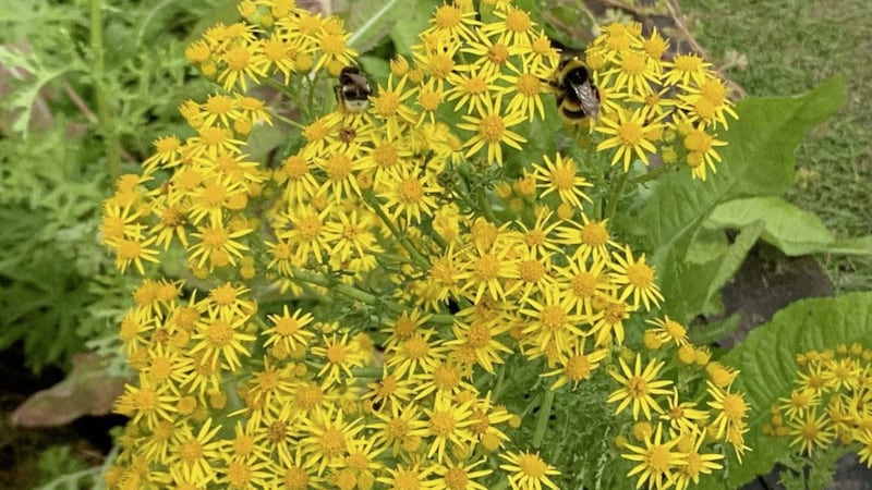 Ragwort brought colour &ndash; and bees &ndash; to the Weed Thriller garden. Picture by RHS 