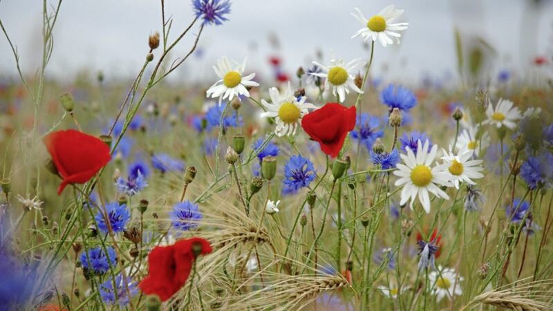 An abundance of wildflowers in an Irish meadow 
