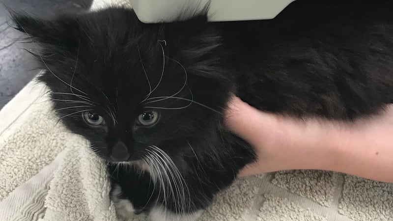 The five-week-old kitten was discovered by a telecoms engineer who heard meowing coming from the engine.