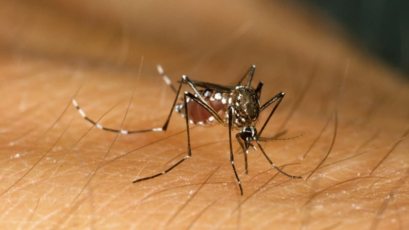 Experts say an additional 4.7 billion people around the world predicted to be at risk of malaria and dengue by 2100 if emissions and population growth continue to rise at current levels (Nigel Cattlin/Alamy Stock Photo)