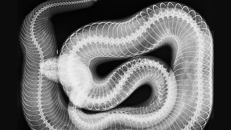 The archive images include X-rays of turtles, penguins and rattlesnakes.