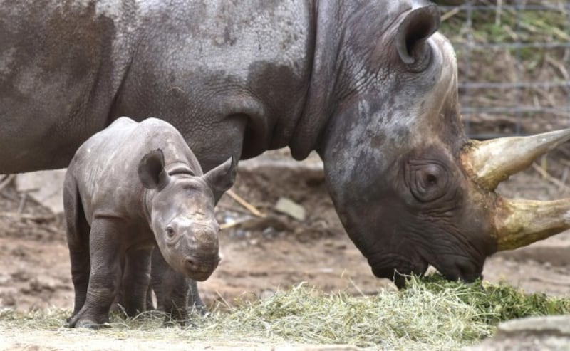 A new black rhino 