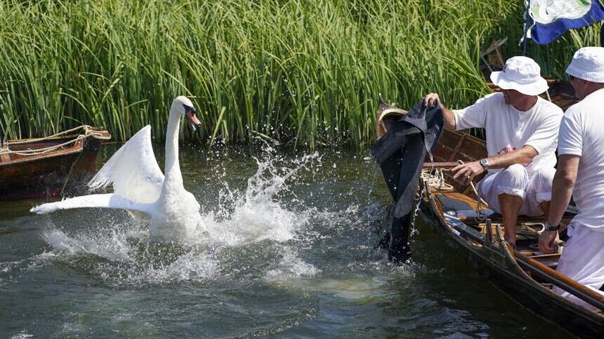 Swan Uppers check over a cygnet last year during the ancient tradition of Swan Upping (Steve Parsons/PA)