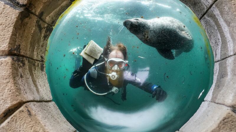 Divers were making sure the insides of the shark and seal tanks were as spotless as the visitor areas.