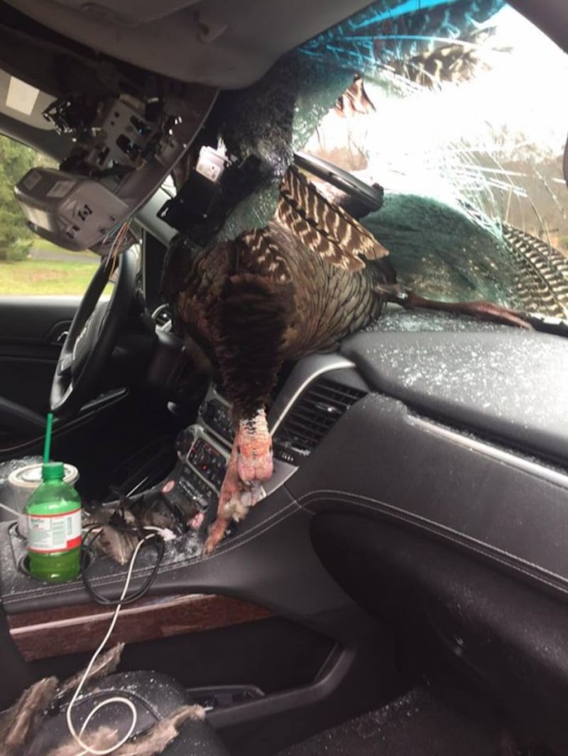 The turkey inside the car