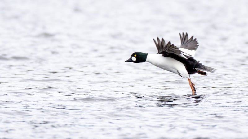 A pair of goldeneyes remained bred on Lough Neagh in 2000, the first breeding record in Ireland 