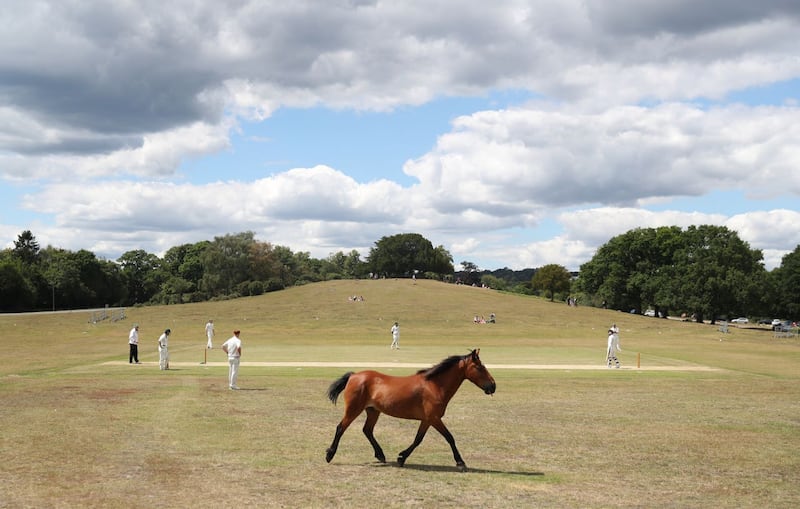 Recreational Cricket – Saturday 11th July
