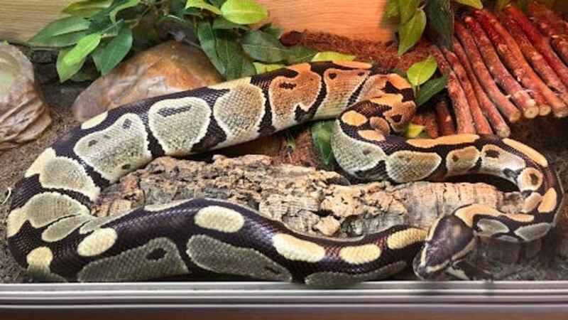 A royal python and six corn snakes were found sheltering in a front room and upstairs bedroom of a property in Greater Manchester.