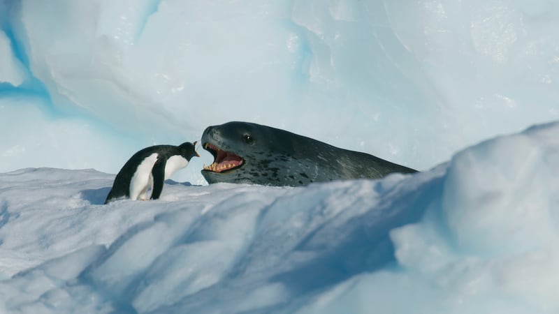 A gentoo penguin comes face-to-face with its main predator, the leopard seal