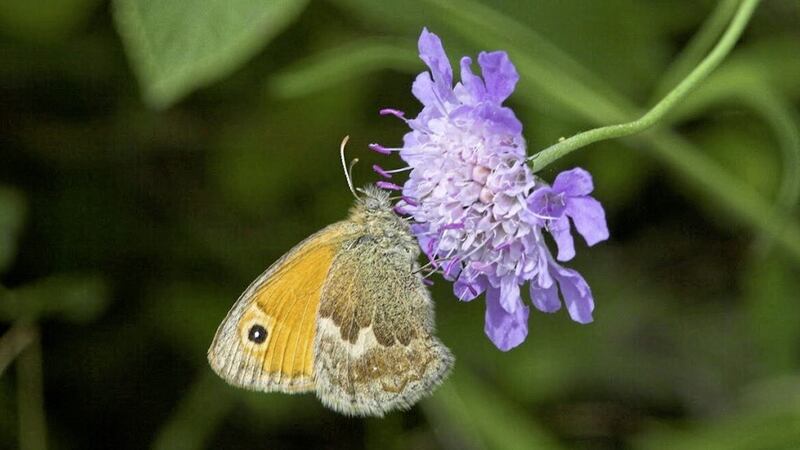 The State of the UK&rsquo;s Butterflies 2022 report found the Small Heath is in trouble, having lost 40 per cent of its distribution in Northern Ireland. Picture by Peter Eeles 