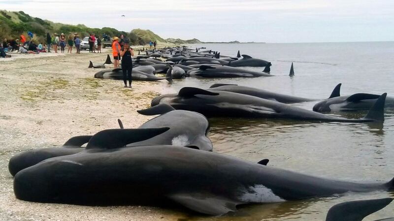 See volunteers band together to try and save a new pod of whales stranded on a beach in New Zealand