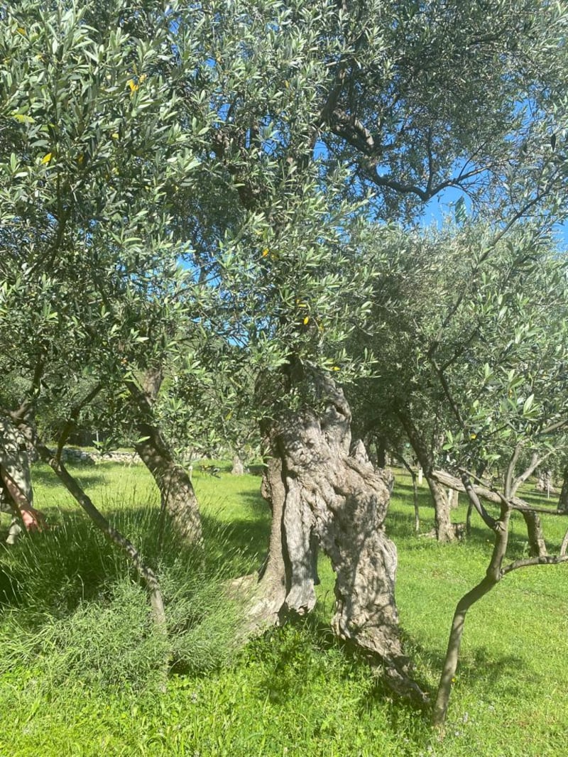 Visiting a Montenegrin olive grove offers an immersive cultural experience.