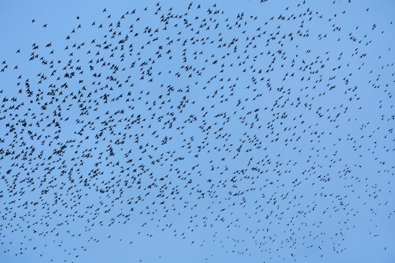 Thousands of starlings return to roost under Belfast's Albert Bridge after moves to reduce light pollution. PICTURE: MAL MCCANN