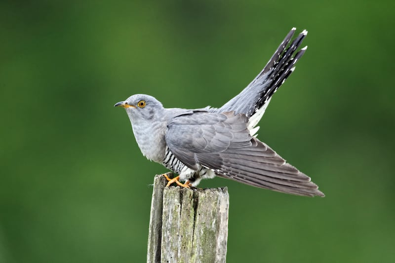 Cuckoo, Cuculus canorus, single bird on post, Midlands, April 2011