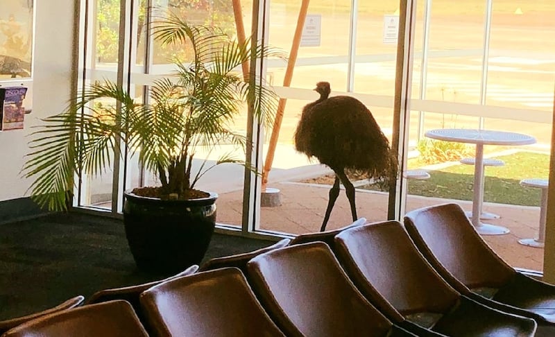 An emu at Whyalla Airport in South Australia