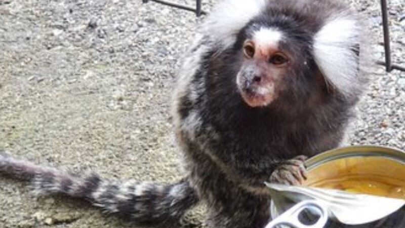 Scotrail put out an appeal to try and reunite the primate with its owners on Saturday.
