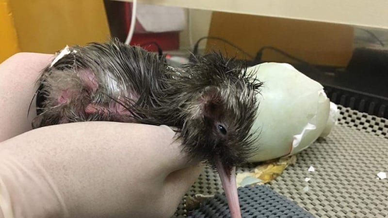 There are just 450 rowi kiwis left in the wild.