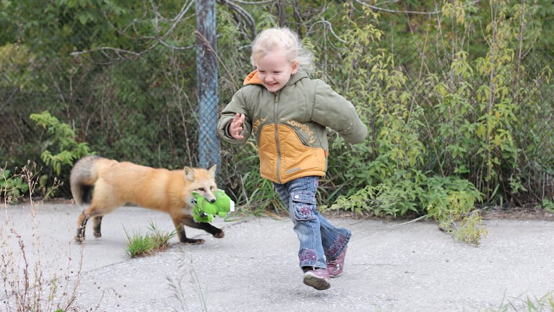 A fox study provides new insights into the domestication of dogs.