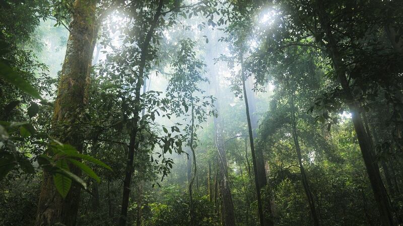 Researchers looked at the loss of intact tropical forests – tracts of woods which are free of significant human activity – between 2000 and 2013.