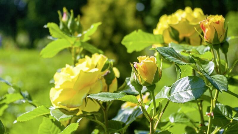 Yellow roses blooming in Botanic Gardens evoke cherished memories... 