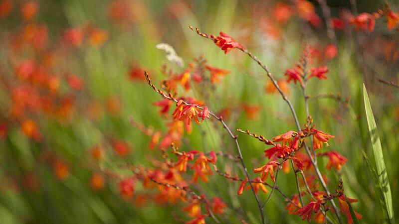 Crocosmia is a common sight in gardens and on verges  