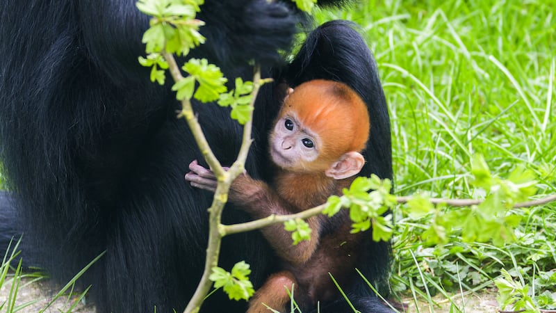 A newborn Francois langur, an endangered primate species, was welcomed by keepers at Twycross Zoo