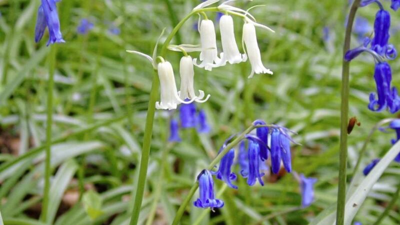 A rare white Bluebell has been found in bloom in Co Armagh 