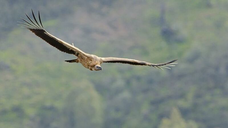 A griffon vulture flies over an olive plantation in Extremadura