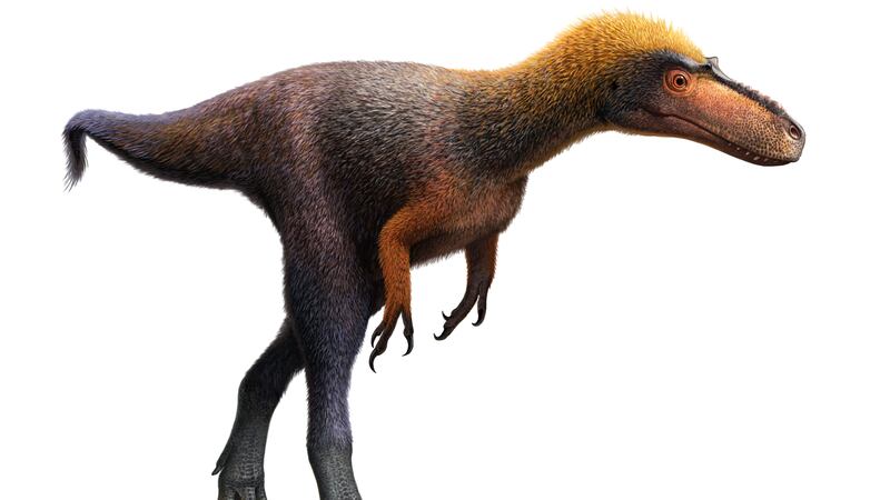 The new dinosaur is called Suskityrannus hazelae.