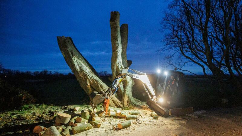 Workman clears wood from branches that the been felled during the operation to remove a number of trees in Northern Ireland’s famous Dark Hedges (Liam McBurney/PA)