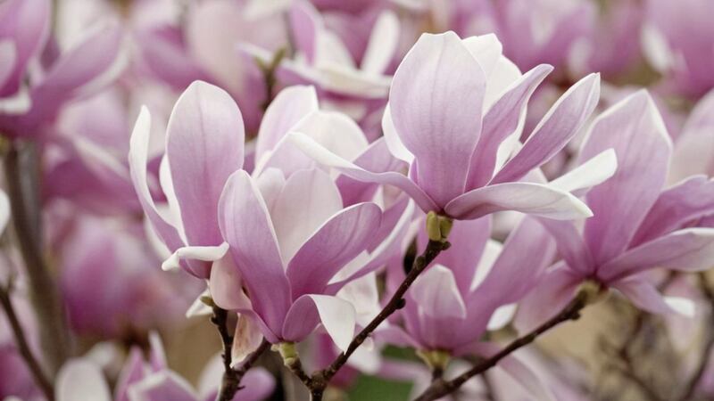 Spring flowering magnolia are especially popular 