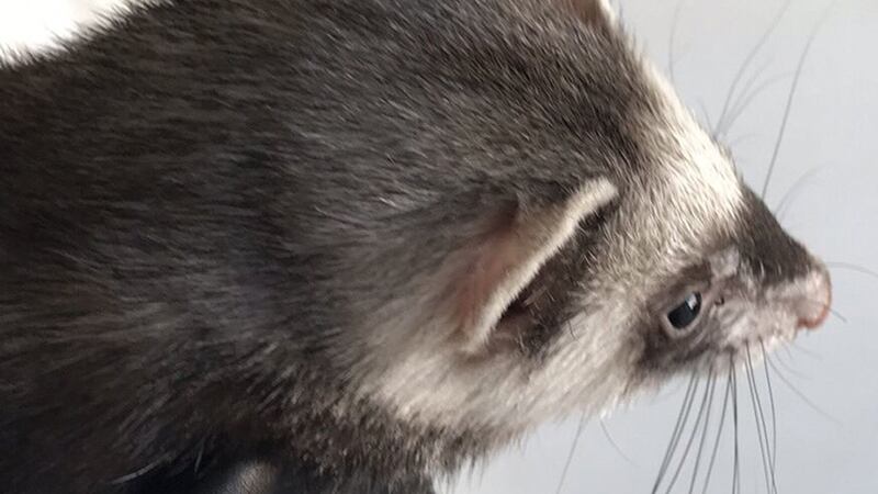 The RSPCA rescued a ferret which had escaped to a neighbour’s roof.