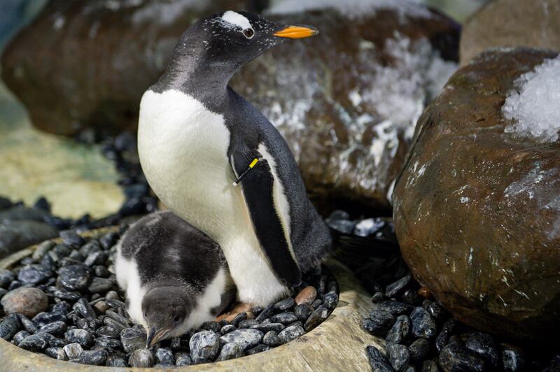 Baby Gentoo penguin