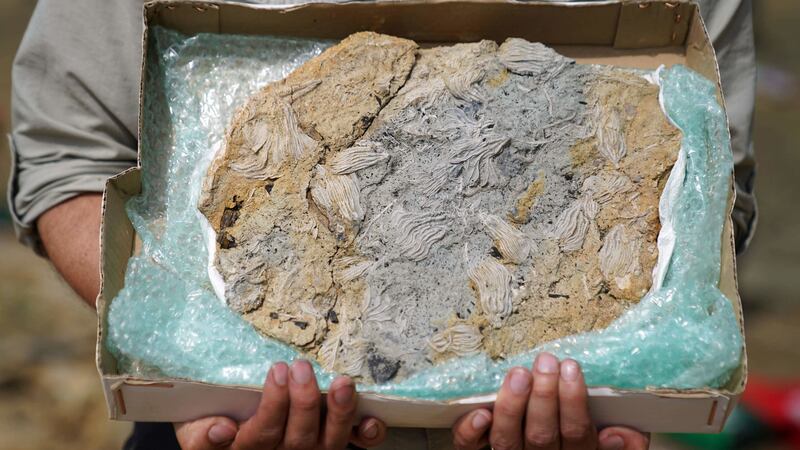 The findings of hundreds of marine samples, from the Middle Jurassic should allow new research that was not possible before.